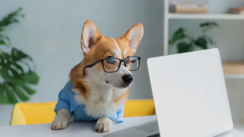 Bringing dog to office – Severin corgien på Unicorgi reklamebureau i Næstved